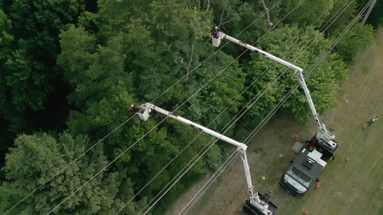 How Our Tree Care Process Works  in Bryn Mawr Skyway, WA